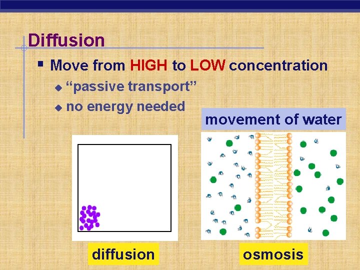 Diffusion § Move from HIGH to LOW concentration “passive transport” u no energy needed