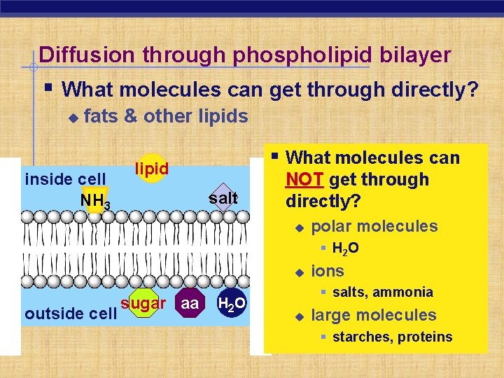 Diffusion through phospholipid bilayer § What molecules can get through directly? u fats &