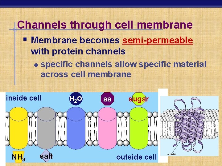 Channels through cell membrane § Membrane becomes semi-permeable with protein channels u specific channels