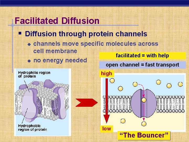 Facilitated Diffusion § Diffusion through protein channels u u channels move specific molecules across