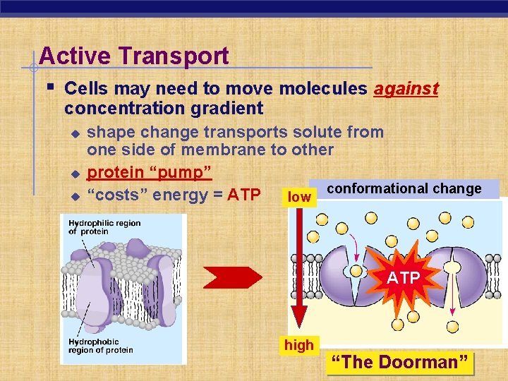 Active Transport § Cells may need to move molecules against concentration gradient u u