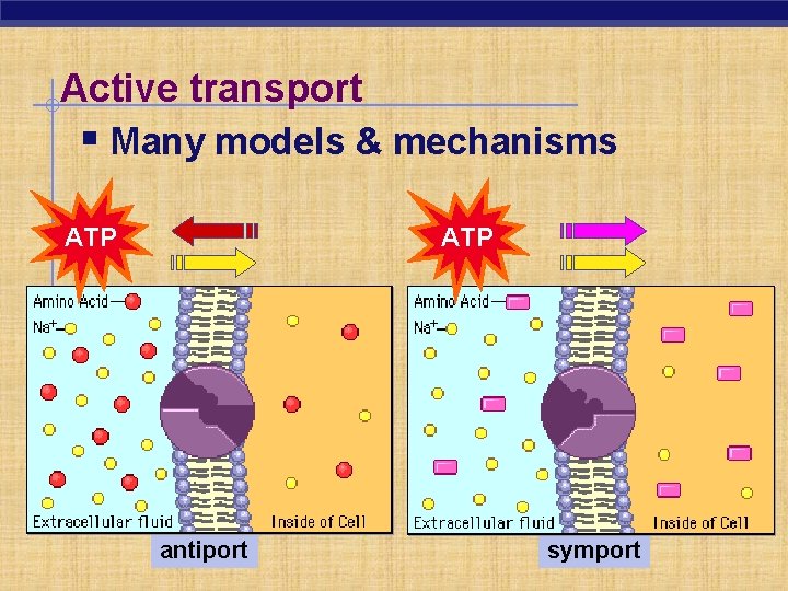 Active transport § Many models & mechanisms ATP antiport symport 