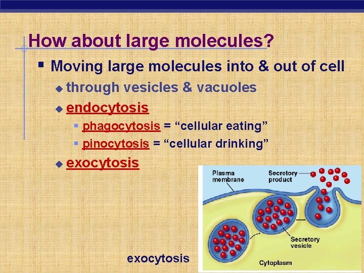 How about large molecules? § Moving large molecules into & out of cell through