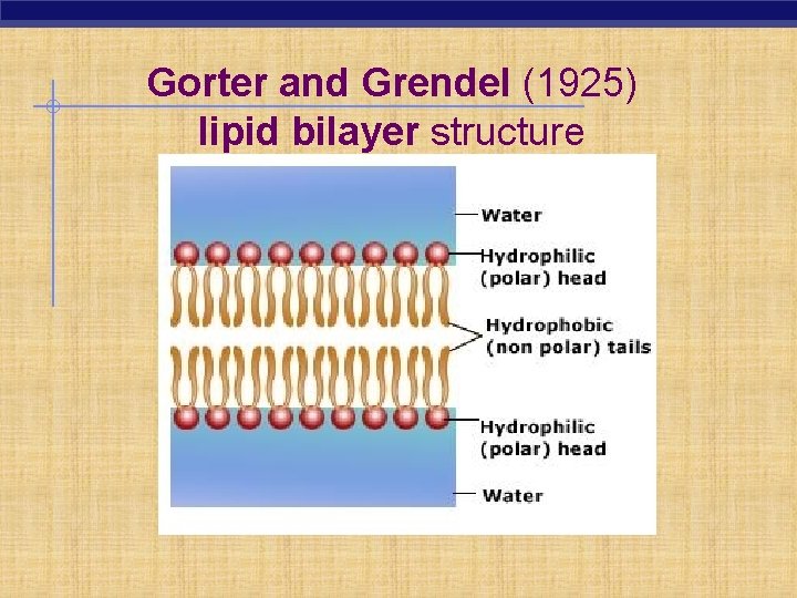 Gorter and Grendel (1925) lipid bilayer structure 