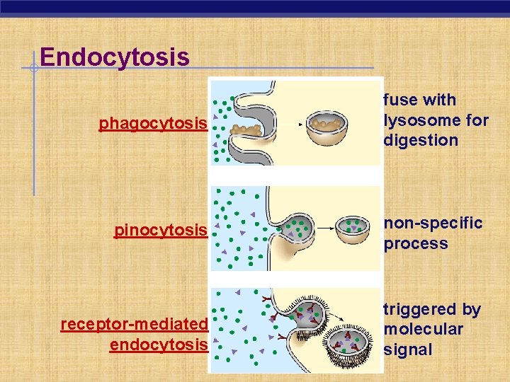 Endocytosis phagocytosis fuse with lysosome for digestion pinocytosis non-specific process receptor-mediated endocytosis triggered by