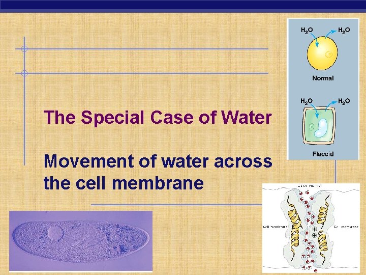 The Special Case of Water Movement of water across the cell membrane 2007 -2008