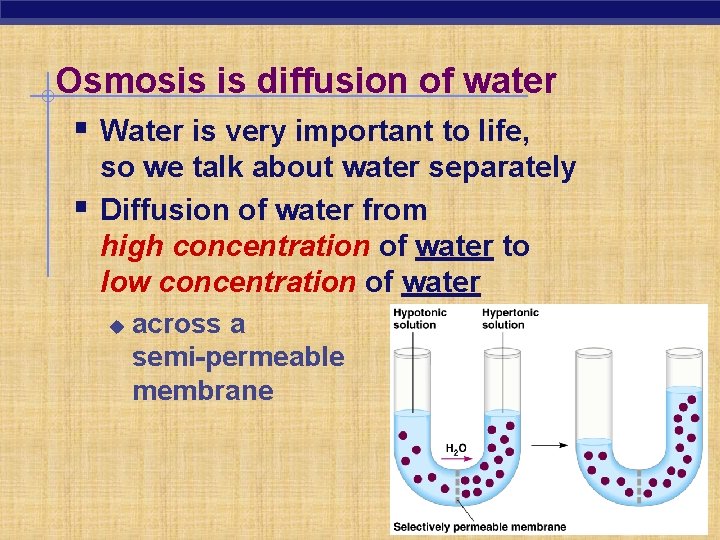 Osmosis is diffusion of water § Water is very important to life, § so