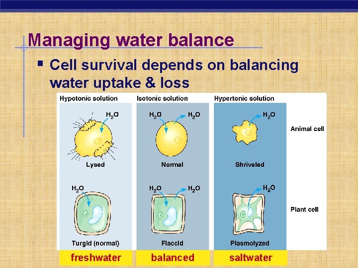 Managing water balance § Cell survival depends on balancing water uptake & loss freshwater