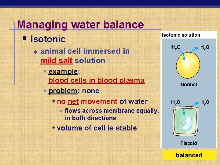 Managing water balance § Isotonic u animal cell immersed in mild salt solution §