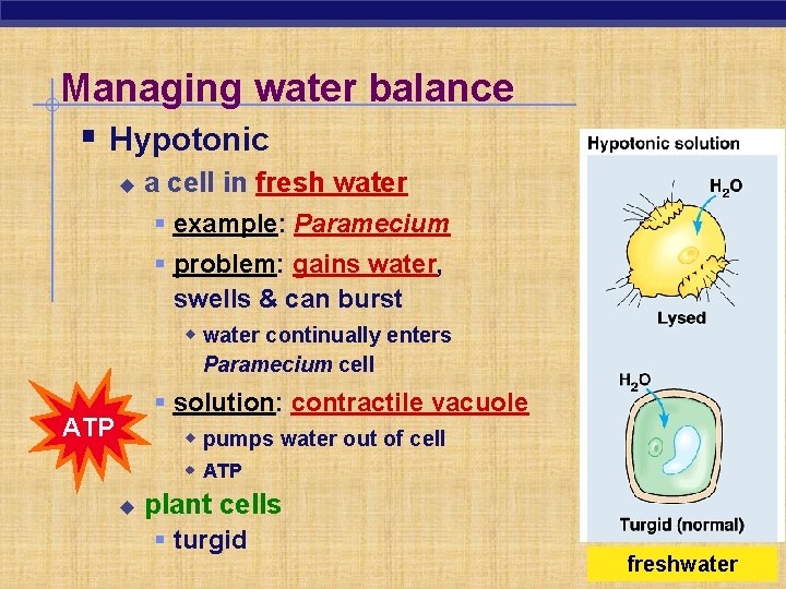 Managing water balance § Hypotonic u a cell in fresh water § example: Paramecium