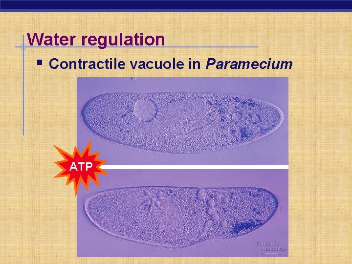 Water regulation § Contractile vacuole in Paramecium ATP 