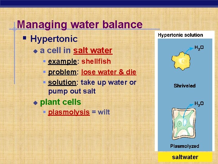 Managing water balance § Hypertonic u a cell in salt water § example: shellfish