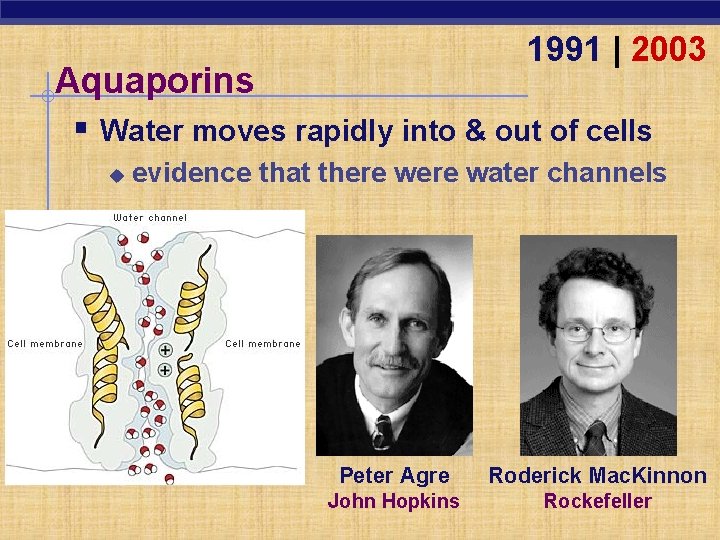 1991 | 2003 Aquaporins § Water moves rapidly into & out of cells u