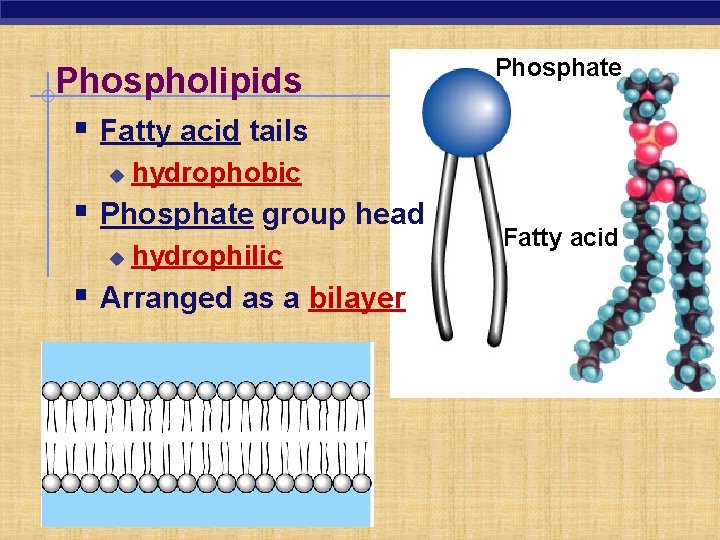 Phospholipids § Fatty acid tails u hydrophobic § Phosphate group head u Phosphate hydrophilic