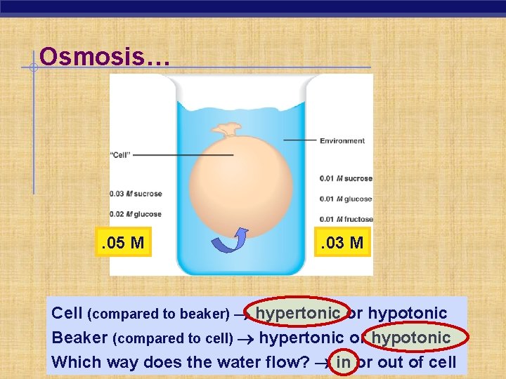 Osmosis… . 05 M . 03 M Cell (compared to beaker) hypertonic or hypotonic