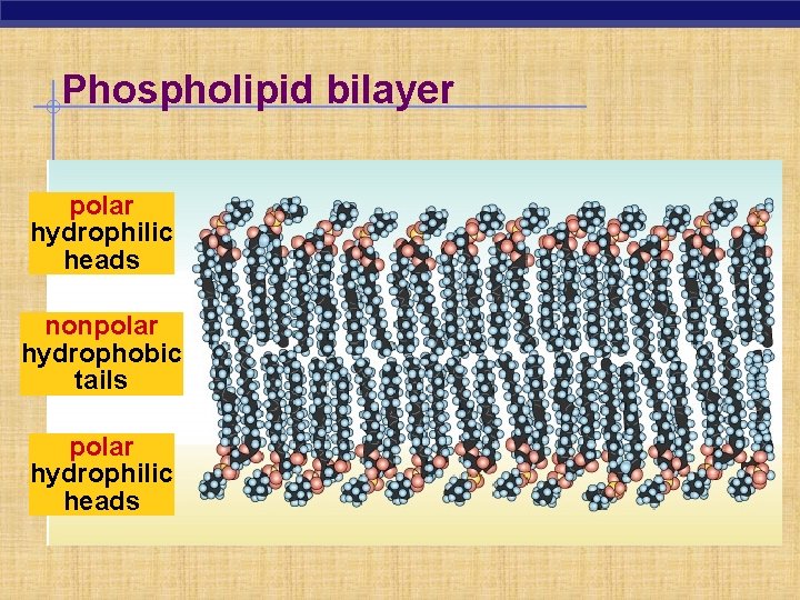 Phospholipid bilayer polar hydrophilic heads nonpolar hydrophobic tails polar hydrophilic heads 