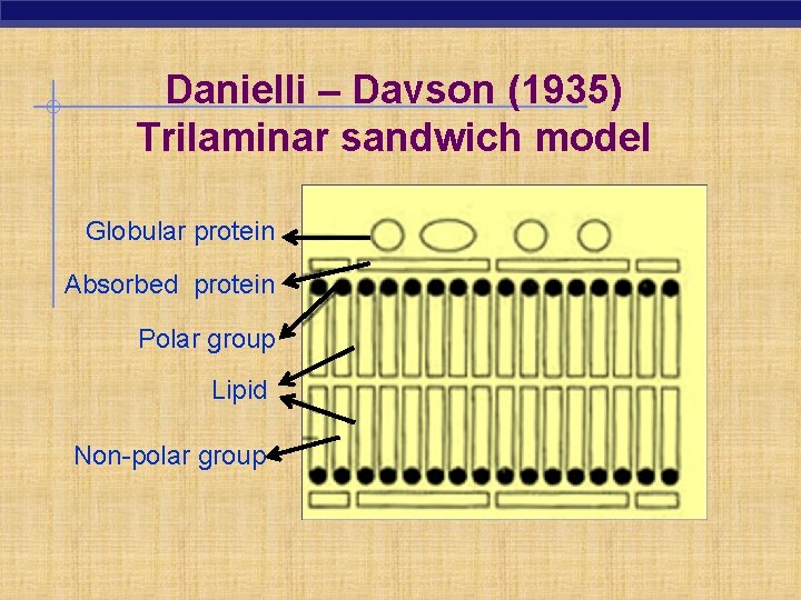 Danielli – Davson (1935) Trilaminar sandwich model Globular protein Absorbed protein Polar group Lipid