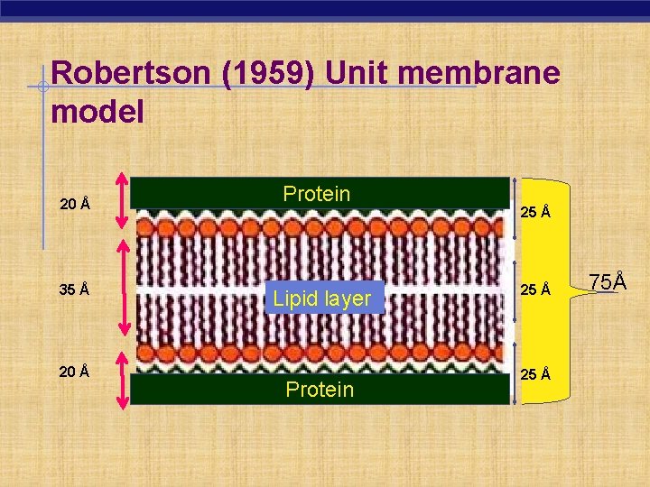 Robertson (1959) Unit membrane model 20 Å 35 Å 20 Å Protein Lipid layer