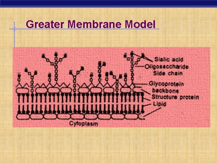 Greater Membrane Model 