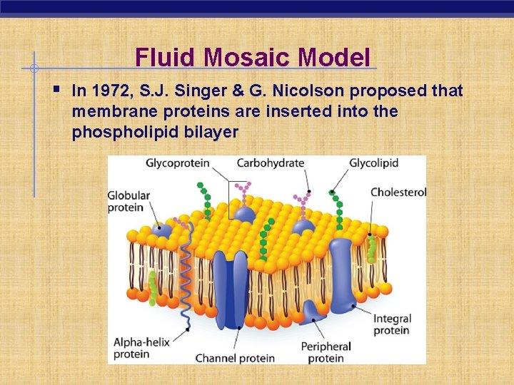 Fluid Mosaic Model § In 1972, S. J. Singer & G. Nicolson proposed that