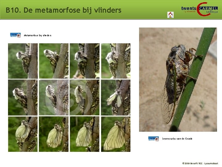 B 10. De metamorfose bij vlinders Metamorfose bij vlinders Levenscyclus van de Cicade ©