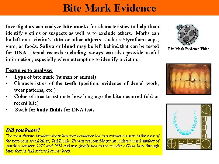 Bite Mark Evidence Investigators can analyze bite marks for characteristics to help them identify