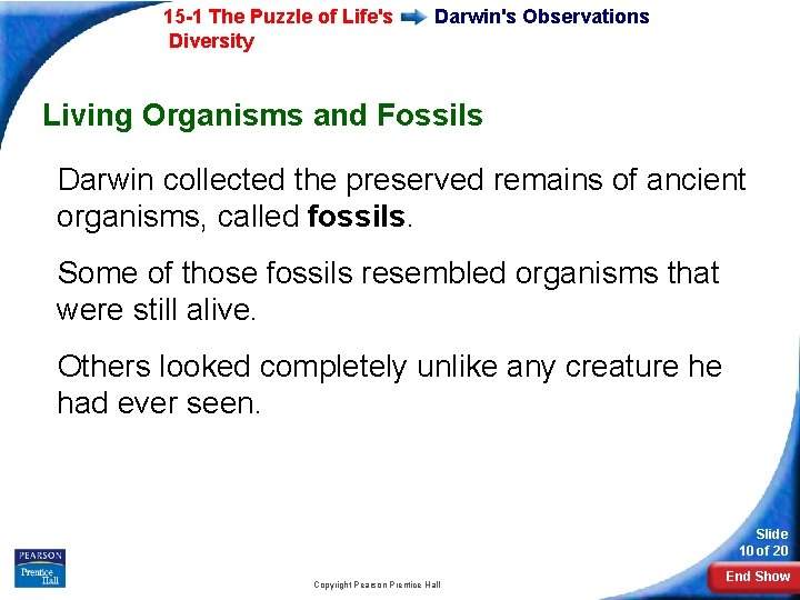 15 -1 The Puzzle of Life's Diversity Darwin's Observations Living Organisms and Fossils Darwin