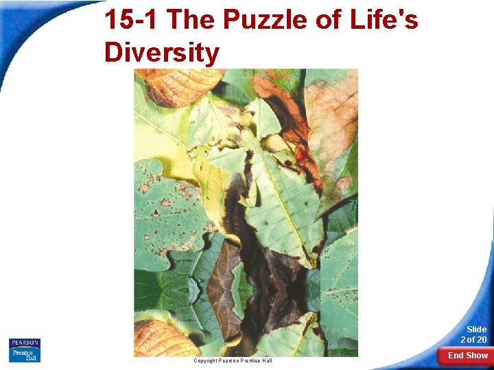 15 -1 The Puzzle of Life's Diversity Slide 2 of 20 Copyright Pearson Prentice