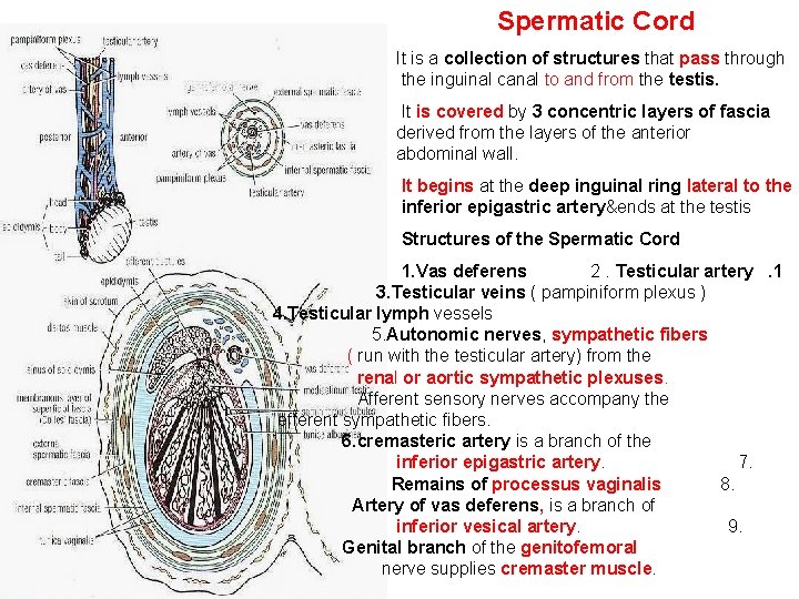 Spermatic Cord It is a collection of structures that pass through the inguinal canal