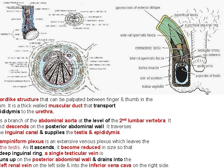 ordlike structure that can be palpated between finger & thumb in the um. It