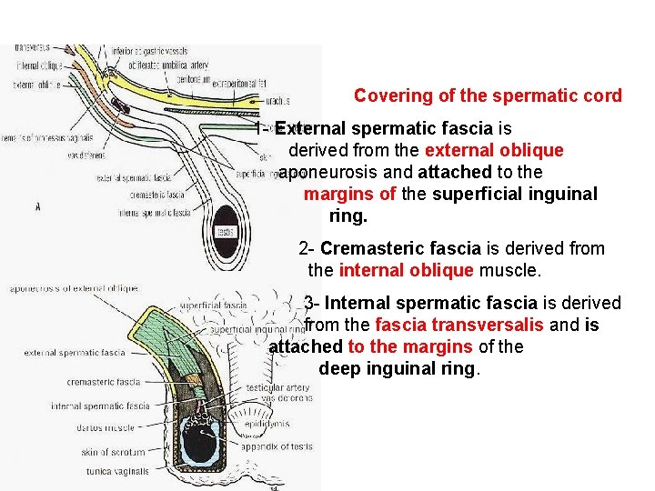 Covering of the spermatic cord 1 - External spermatic fascia is derived from the