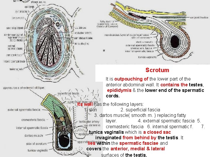 Scrotum It is outpouching of the lower part of the anterior abdominal wall. It