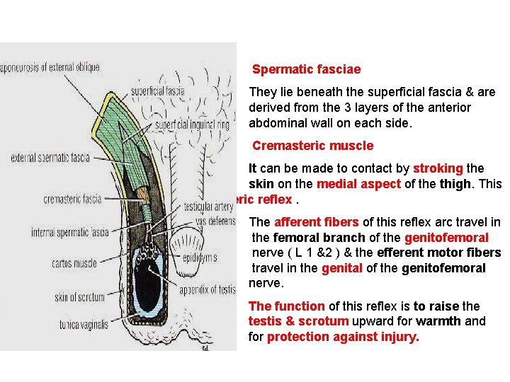 Spermatic fasciae They lie beneath the superficial fascia & are derived from the 3