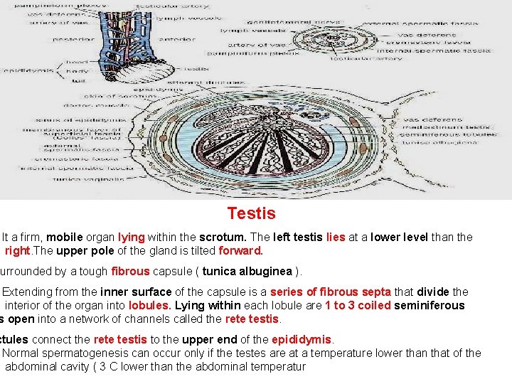 Testis It a firm, mobile organ lying within the scrotum. The left testis lies
