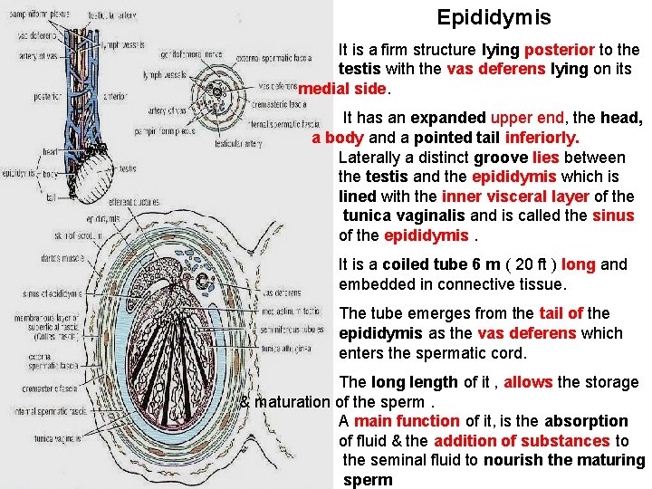 Epididymis It is a firm structure lying posterior to the testis with the vas