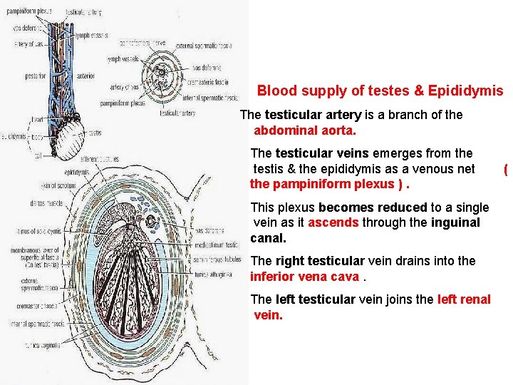 Blood supply of testes & Epididymis The testicular artery is a branch of the