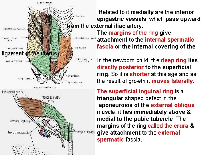 Related to it medially are the inferior epigastric vessels, which pass upward from the