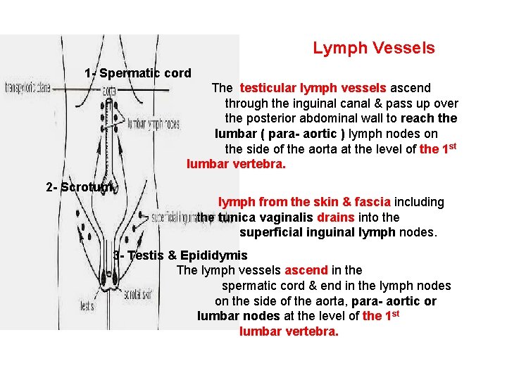 Lymph Vessels 1 - Spermatic cord The testicular lymph vessels ascend through the inguinal