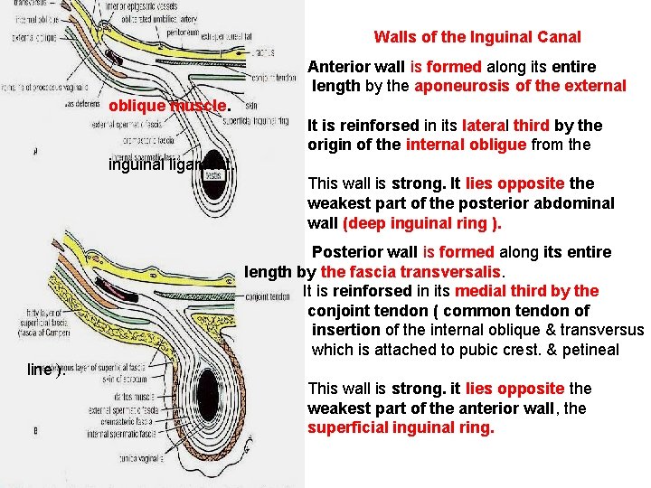 Walls of the Inguinal Canal Anterior wall is formed along its entire length by