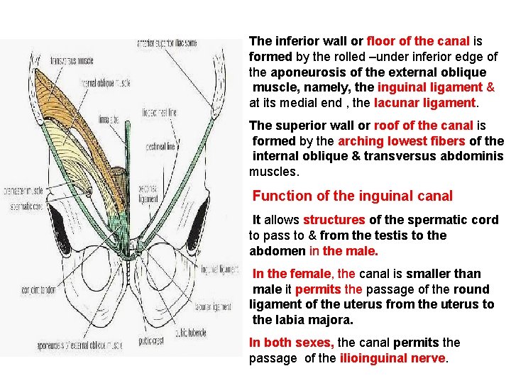 The inferior wall or floor of the canal is formed by the rolled –under