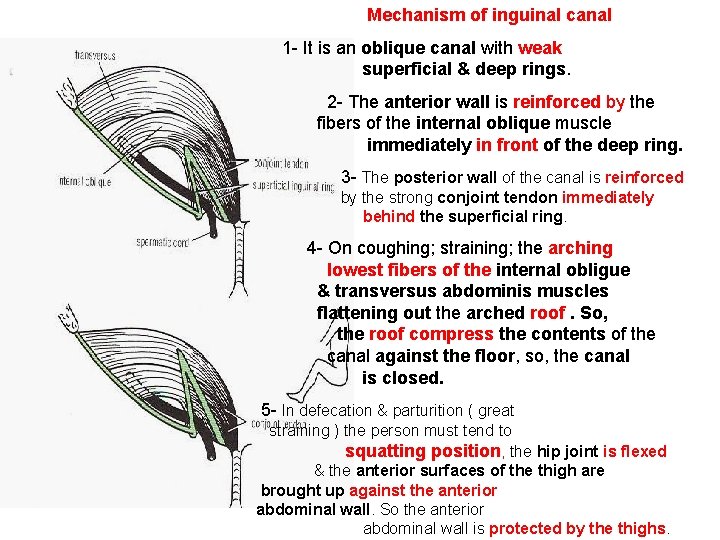 Mechanism of inguinal canal 1 - It is an oblique canal with weak superficial