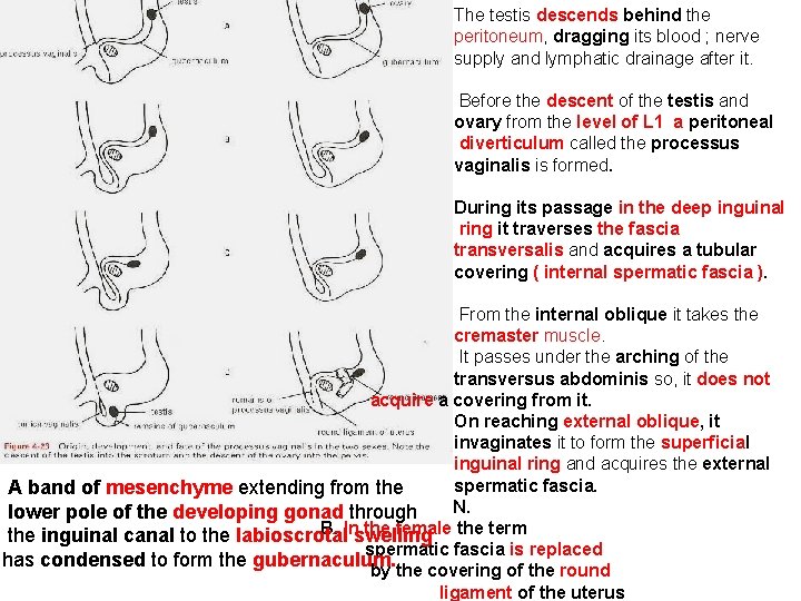 The testis descends behind the peritoneum, dragging its blood ; nerve supply and lymphatic