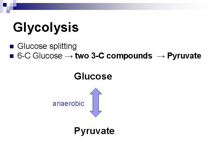 Glycolysis n n Glucose splitting 6 -C Glucose → two 3 -C compounds →