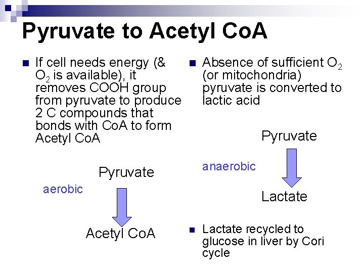 Pyruvate to Acetyl Co. A n If cell needs energy (& O 2 is