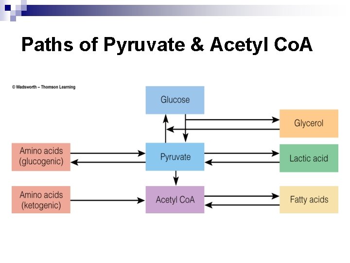 Paths of Pyruvate & Acetyl Co. A 