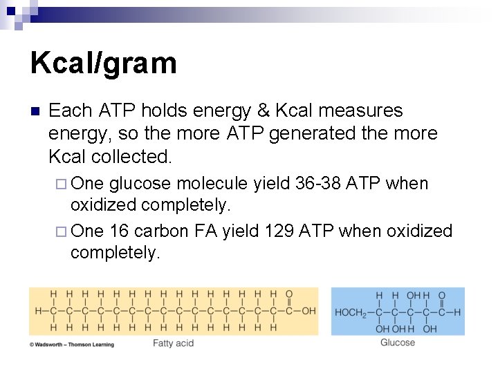 Kcal/gram n Each ATP holds energy & Kcal measures energy, so the more ATP