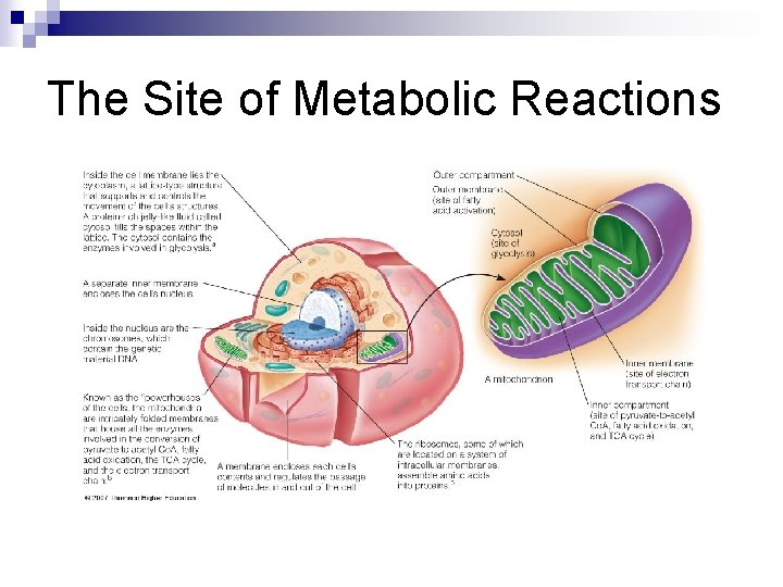 The Site of Metabolic Reactions 