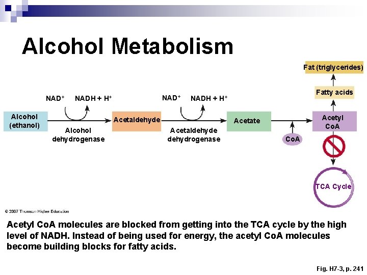 Alcohol Metabolism Fat (triglycerides) NAD+ Alcohol (ethanol) NAD+ NADH + H+ Acetaldehyde Alcohol dehydrogenase