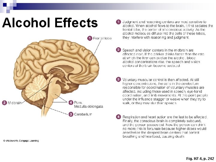 Alcohol Effects Fig. H 7 -4, p. 242 