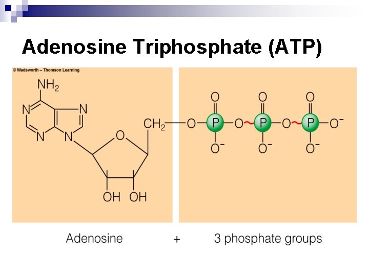 Adenosine Triphosphate (ATP) 